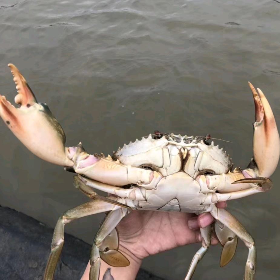 户外赶海钓蟹（橱窗有好物）