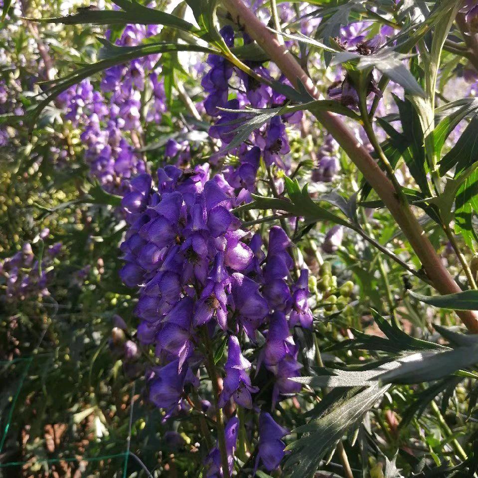 北草乌，收购，种植基地