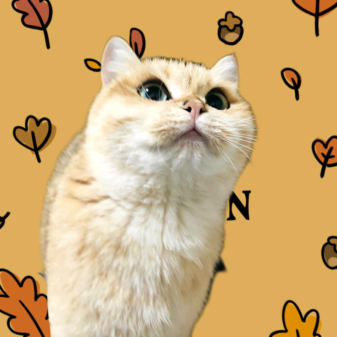 纳吉是只傲娇喵