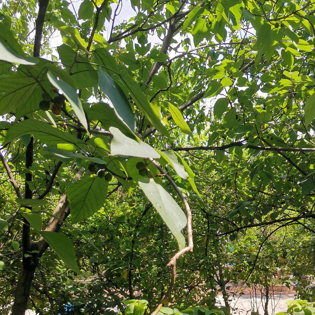 风中的玫瑰