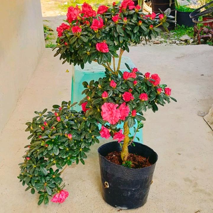 惠水县昕华花卉苗木有限公司