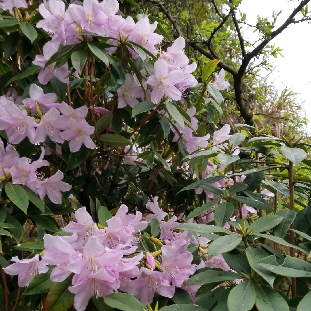 香香甜甜