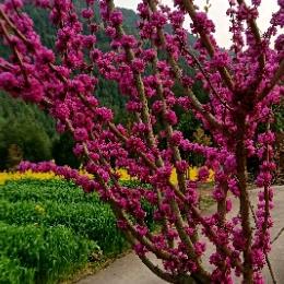 春阳红