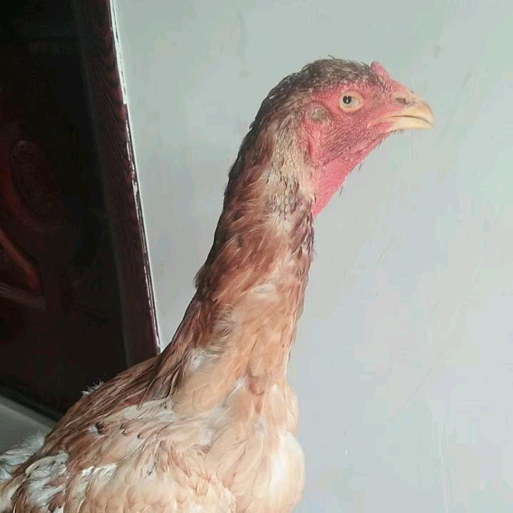 开封中原斗鸡