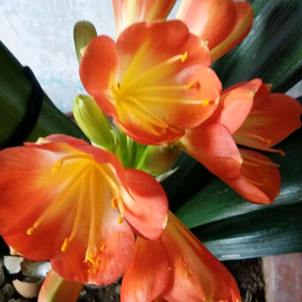 用户7481639168985福