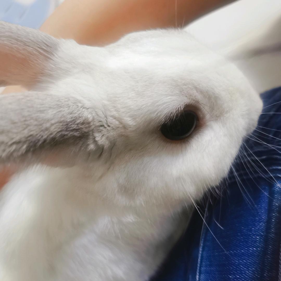 兔兔爱丽丝