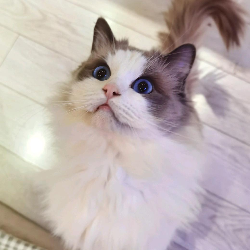 🐏珅🕊️
