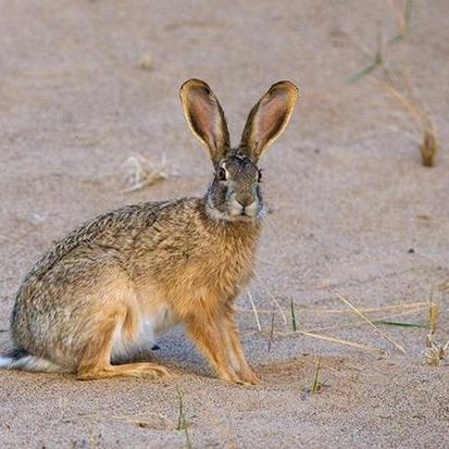 普通兔子