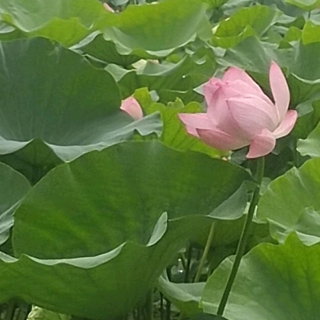 飞