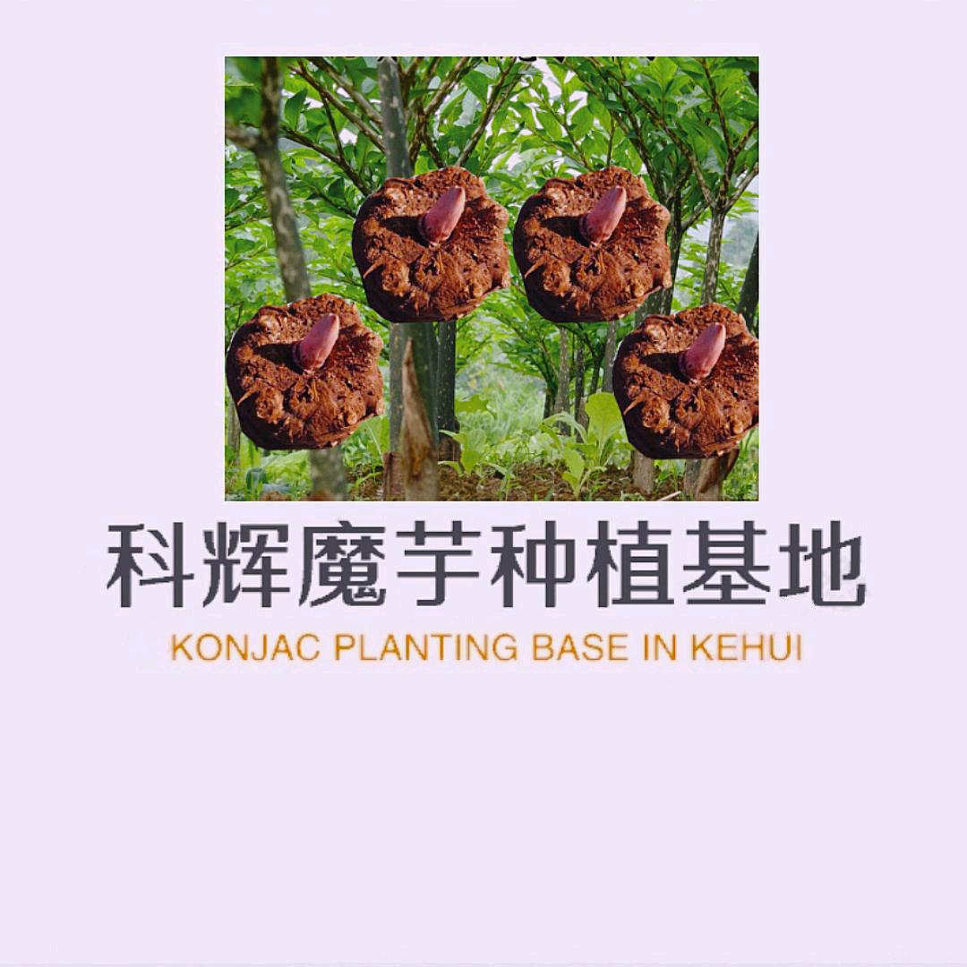 罗平县老厂乡科辉魔芋种植基地