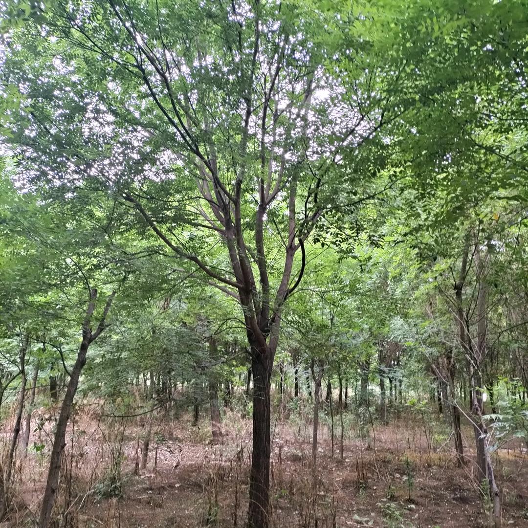 郑州小草种植农场