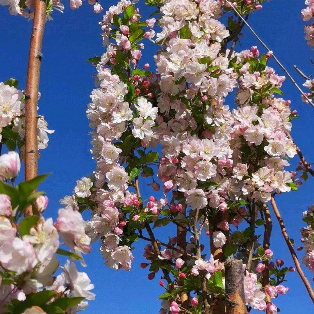 常青树🏮囍🏮