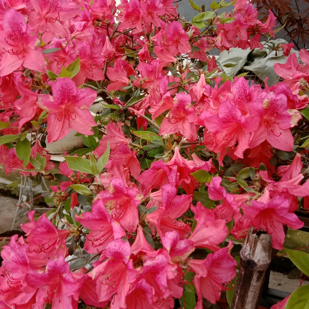 🌹🌹随遇而安🌺🌺