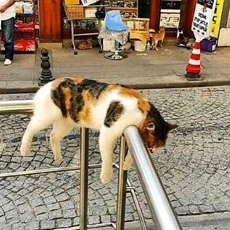 猫饼叔叔