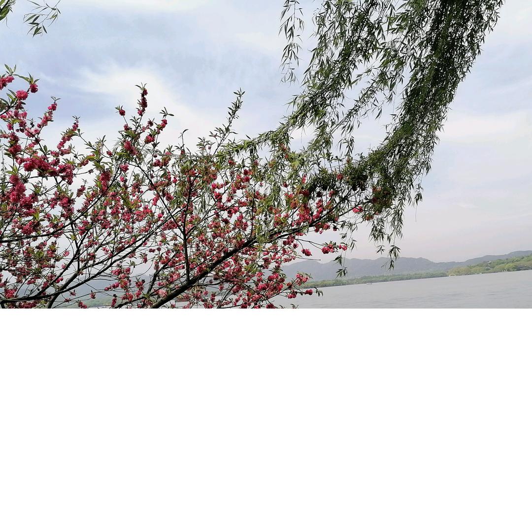 叶子（做自己）