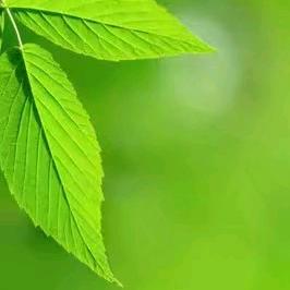 甜蜜租赁的谢助理头像