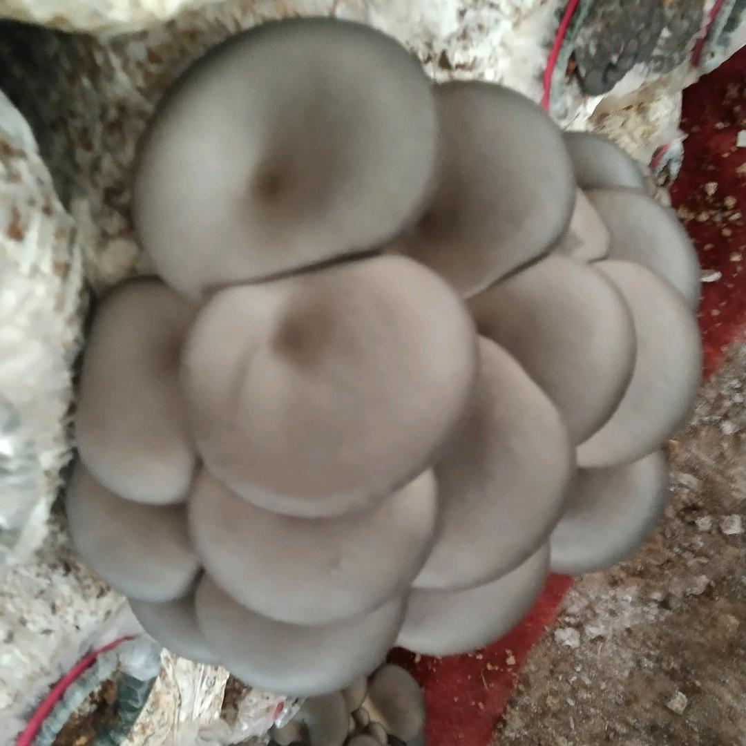 蘑菇妹儿