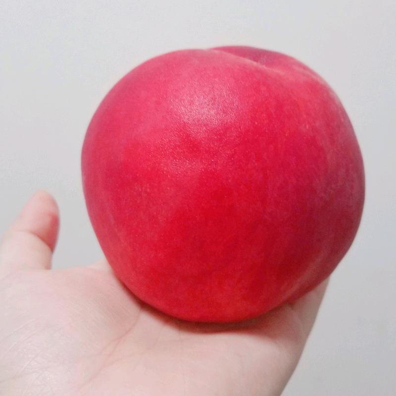 贡丸小姐