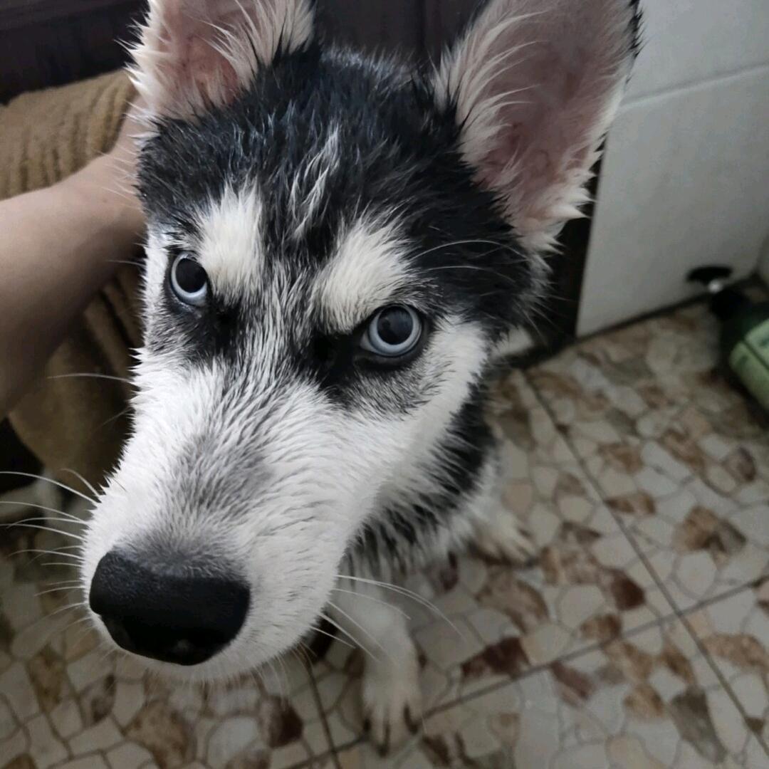 一只佛耶戈呀、