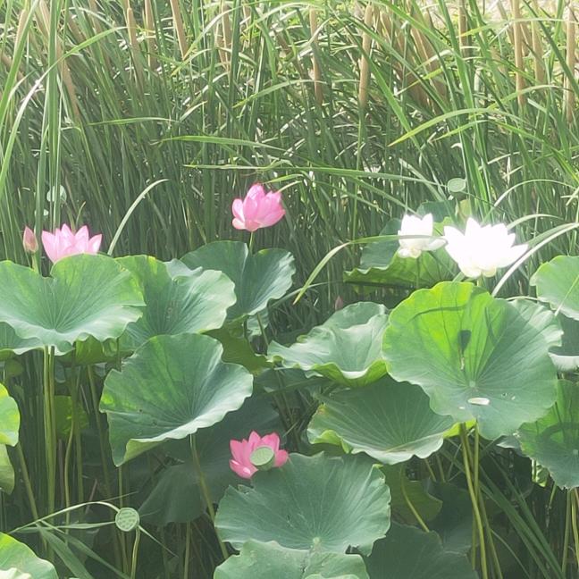 豫上你是我的缘