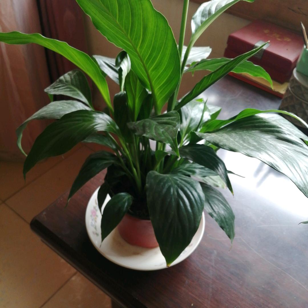 百合