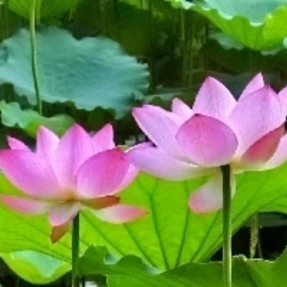 付井专业美缝，防水，支橱柜