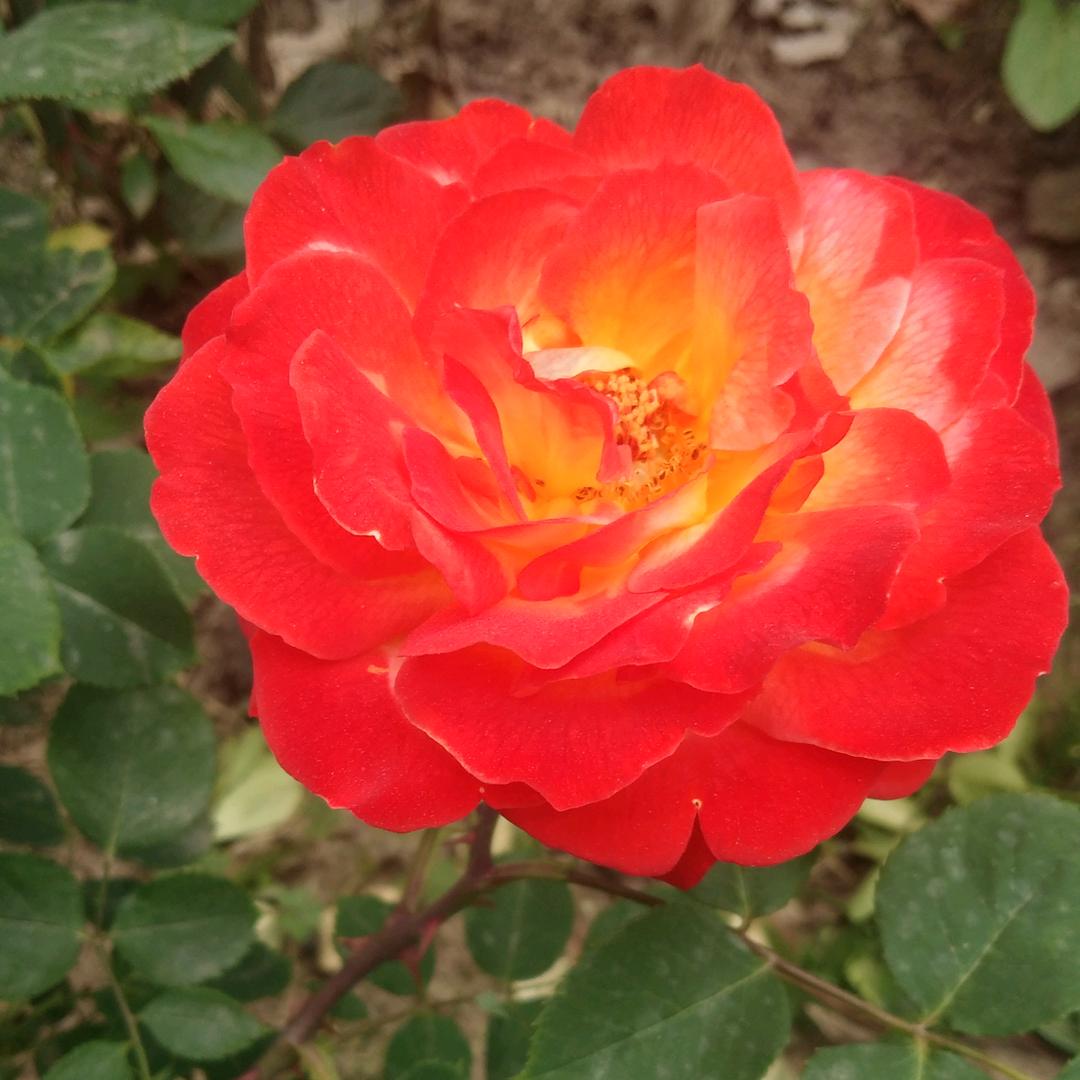 এ᭄幸福花ོꦿృ༊