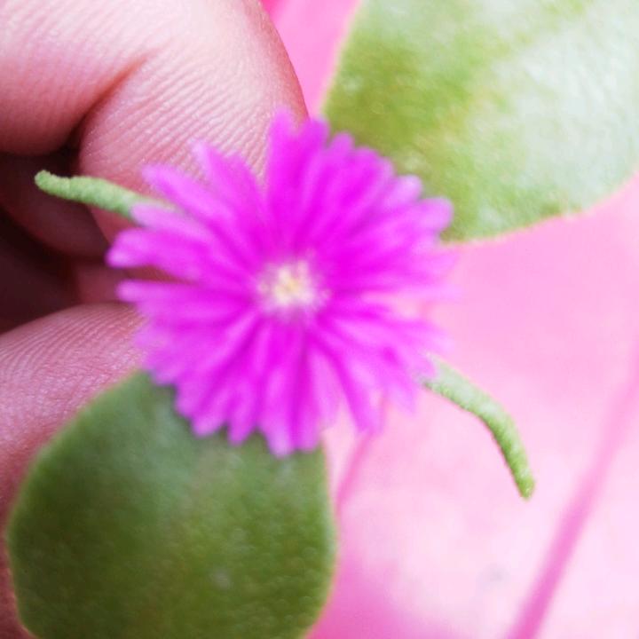 荟禧婚介所福贵甚广