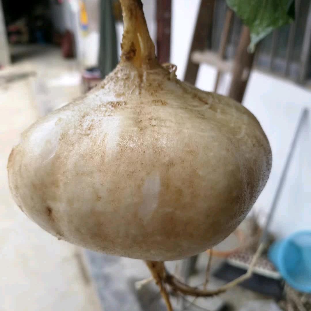 地瓜王子