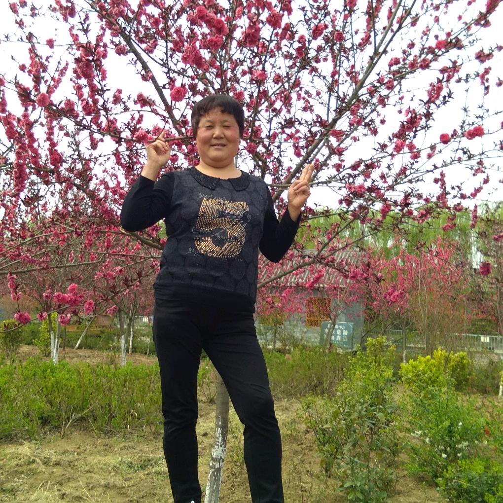 莲花