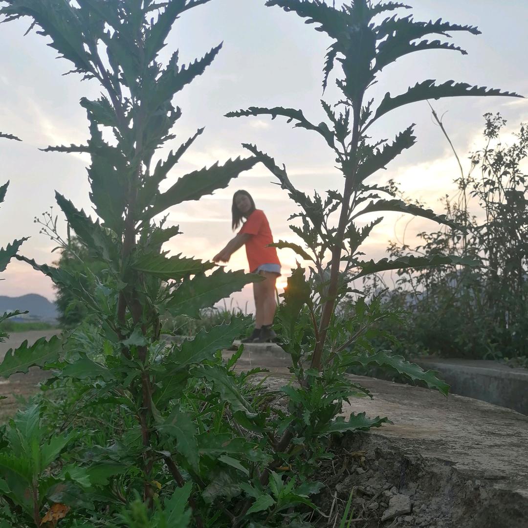 薄荷糖 、微凉