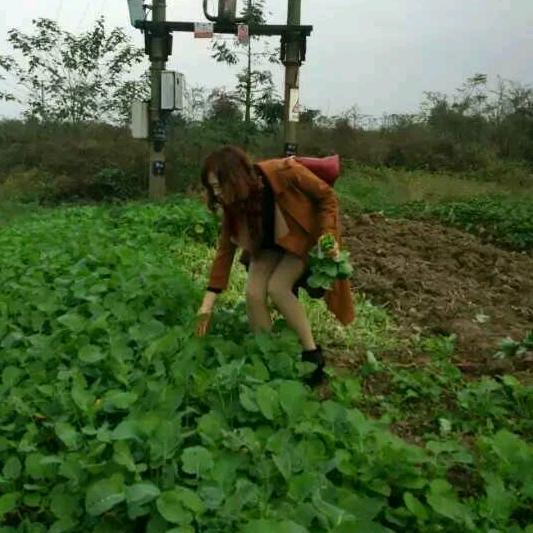 飞飞