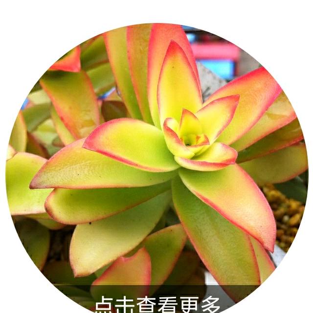 依依