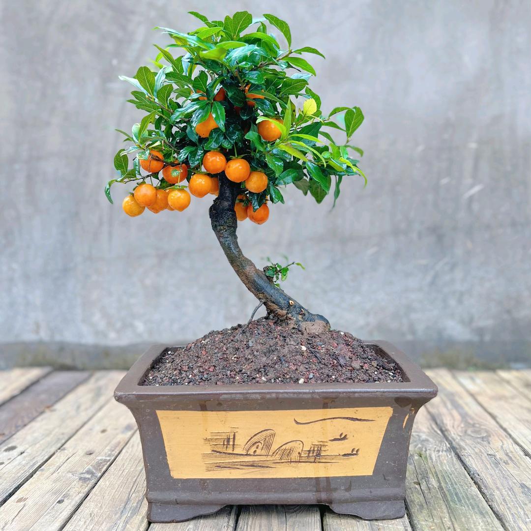 荒原星空金弹子