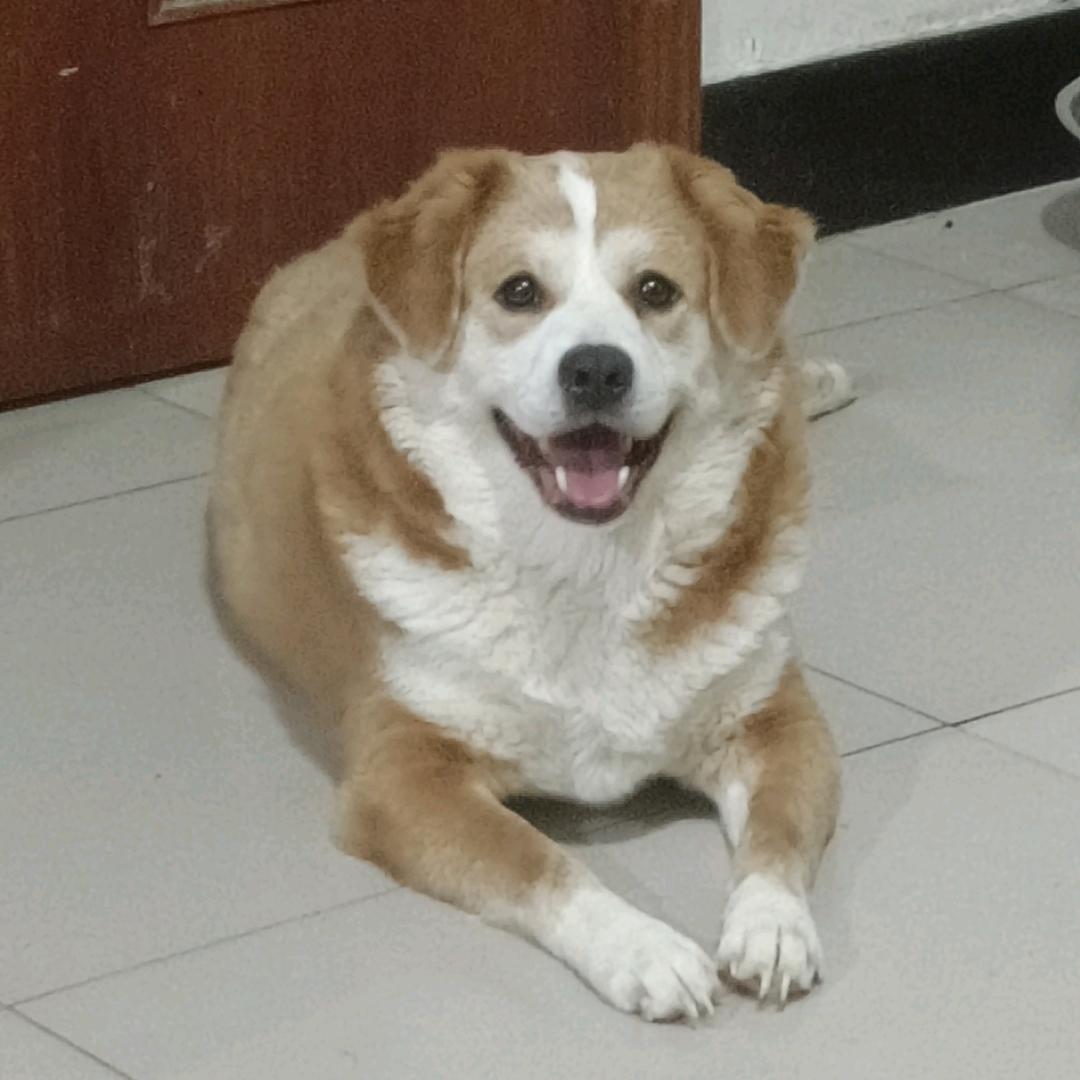 善待流浪猫狗（谢绝秒赞)）