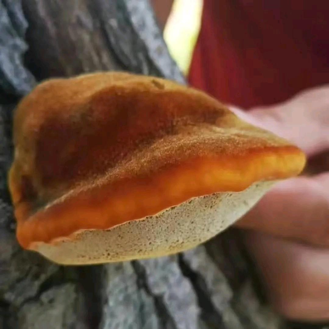 临清桑黄