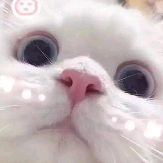 康叔别在卷我啦😭