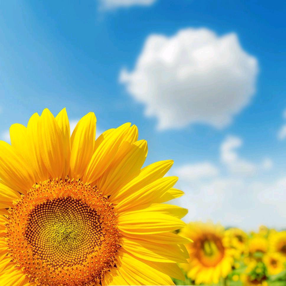 向日葵🌻🌻🌻