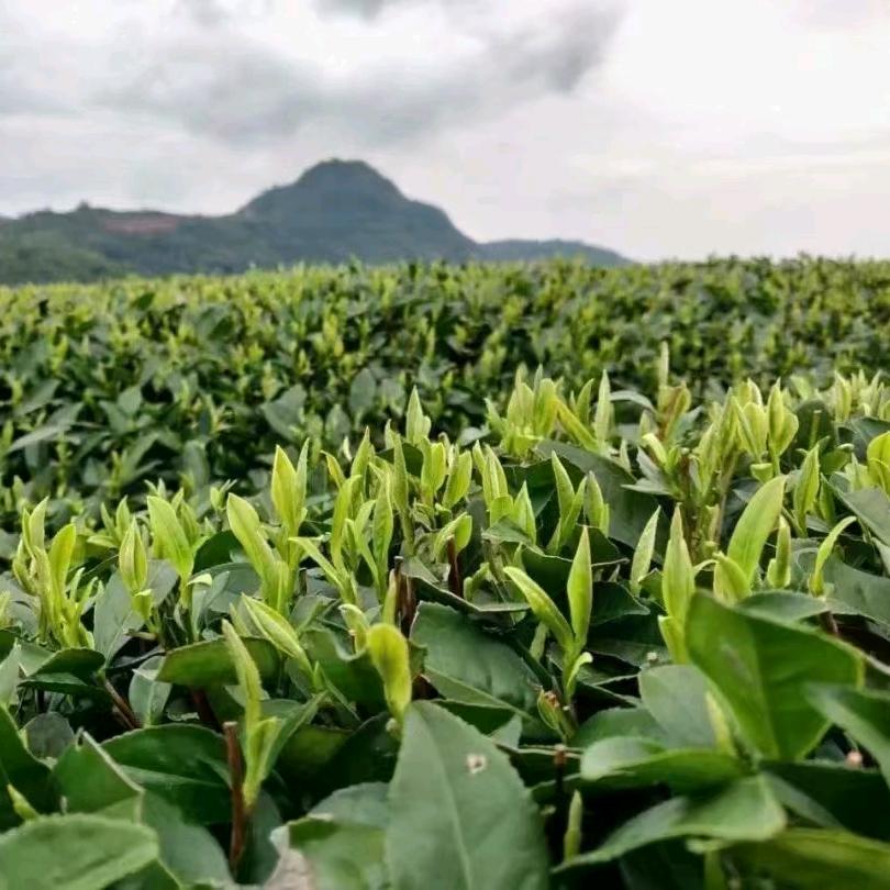 🍃芽尖尖茶业