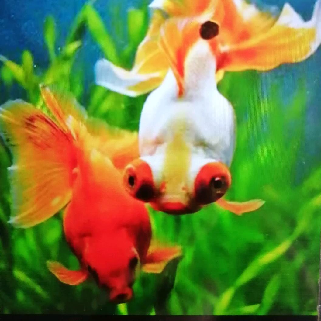春暖花开＜刘＞
