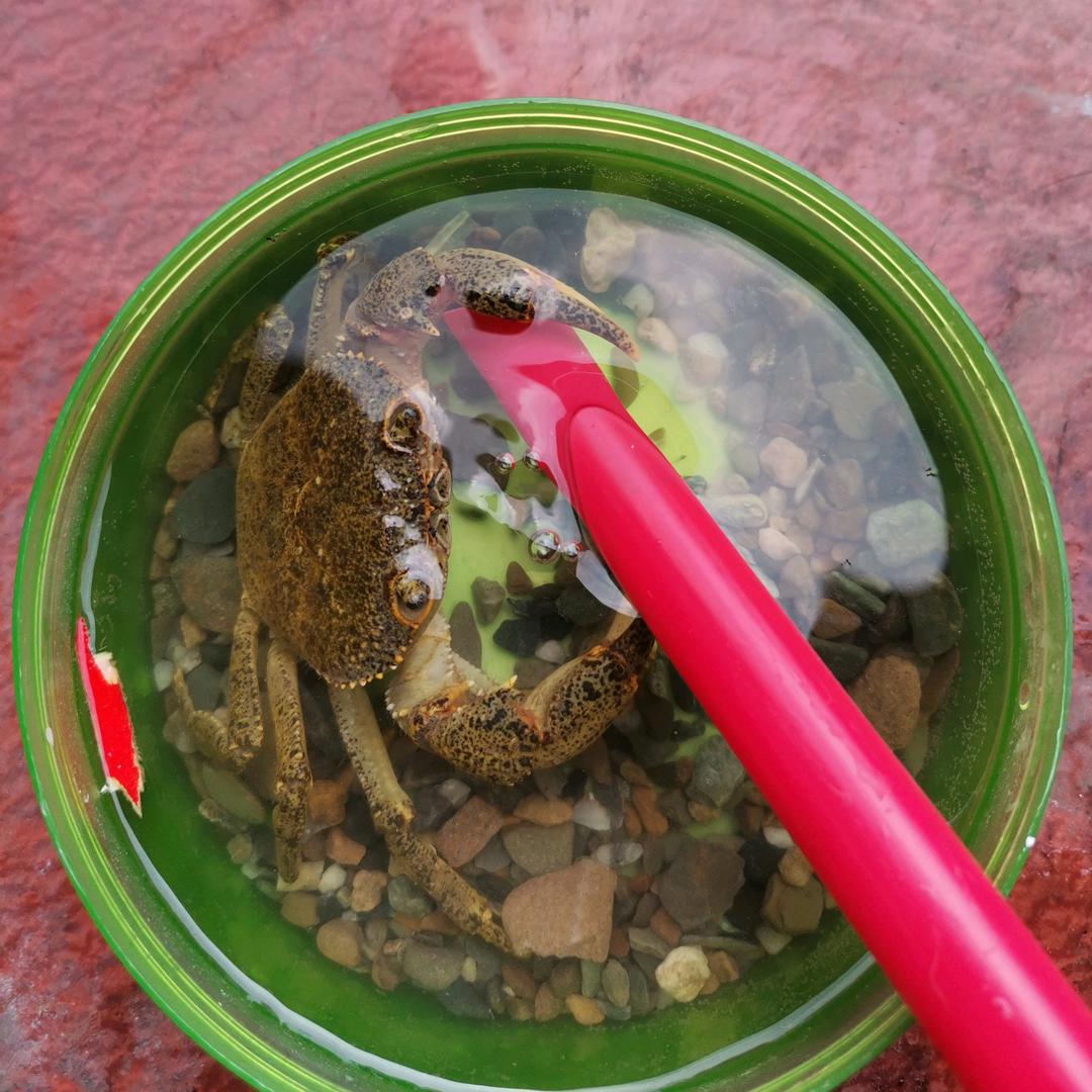 强子