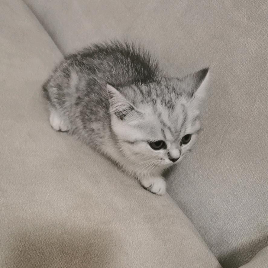 紜纆