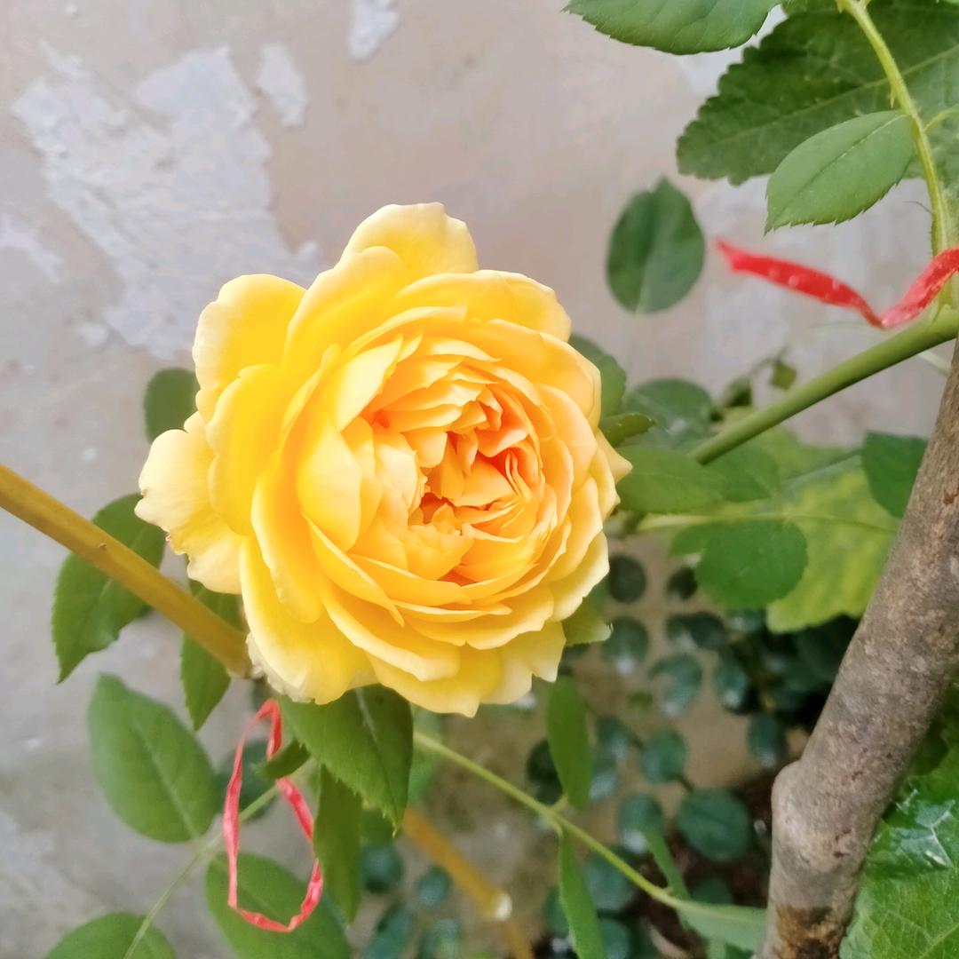 馨馨86