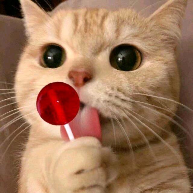 阿狸的第1000封情书