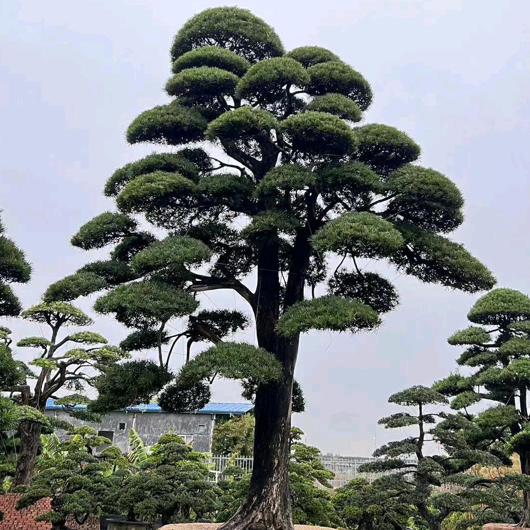 造型罗汉松基地-长沙毅境园