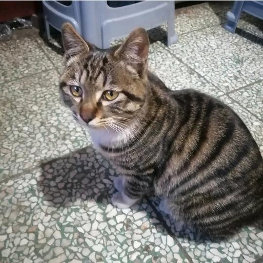 好可爱的小猫咪