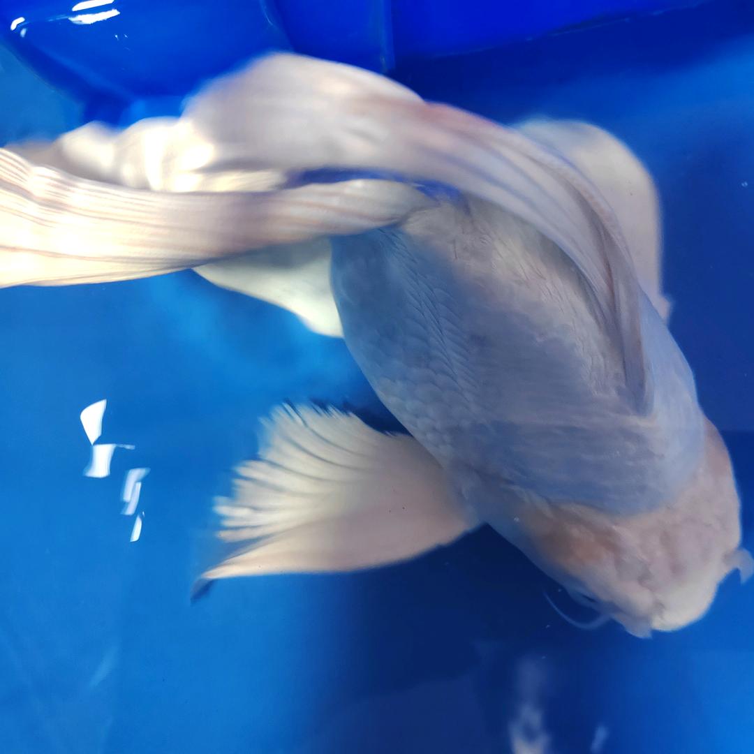 海年水产锦鲤观赏鱼