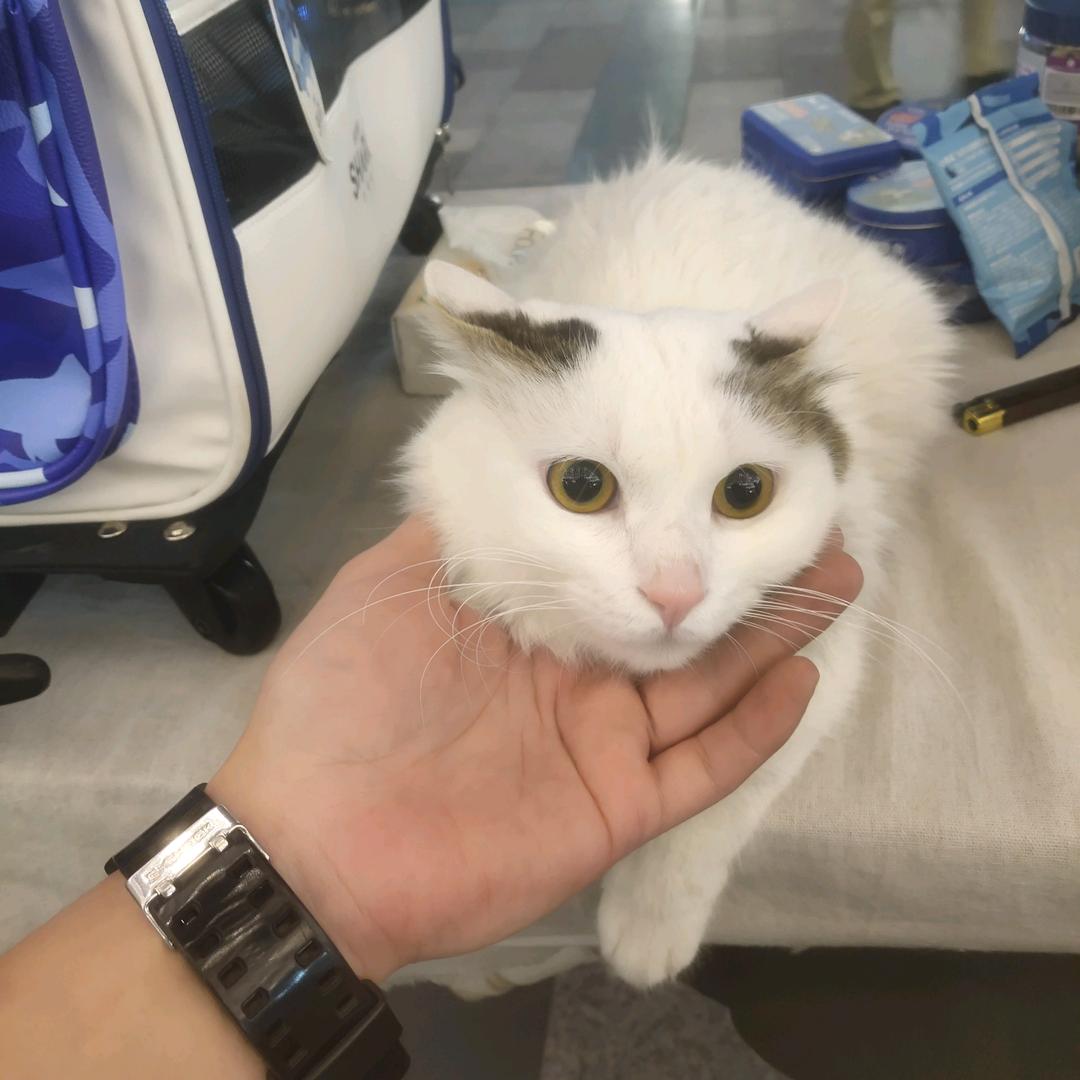 咸蛋黄🐱