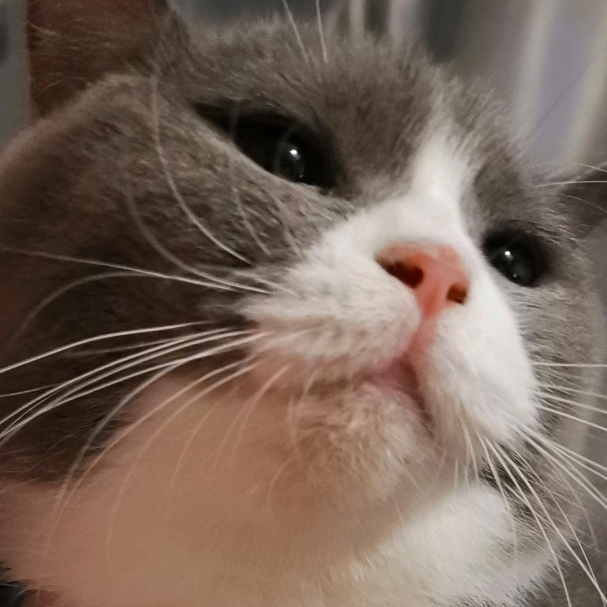 咕猫柠cat