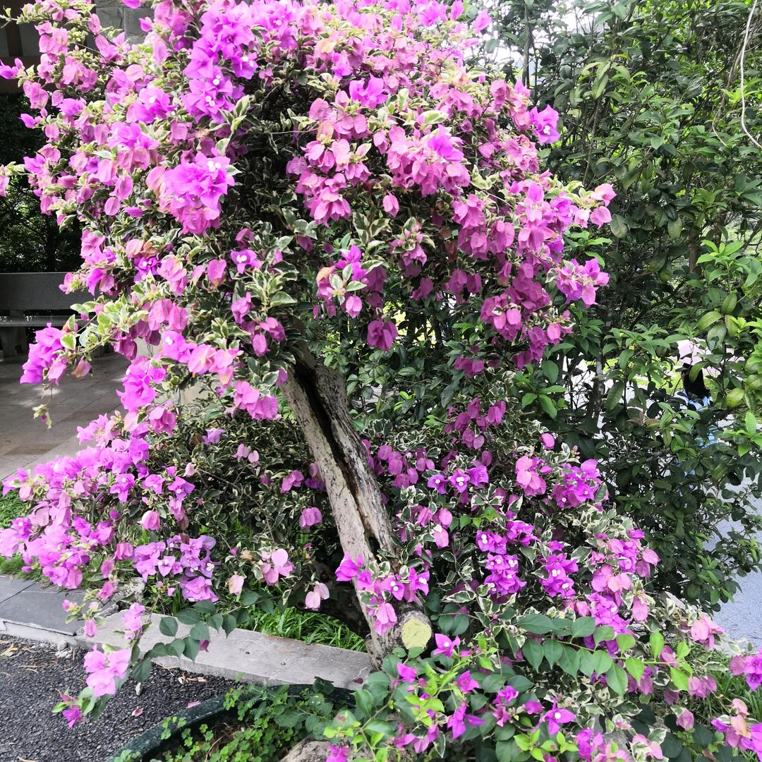 石坝子农家小院